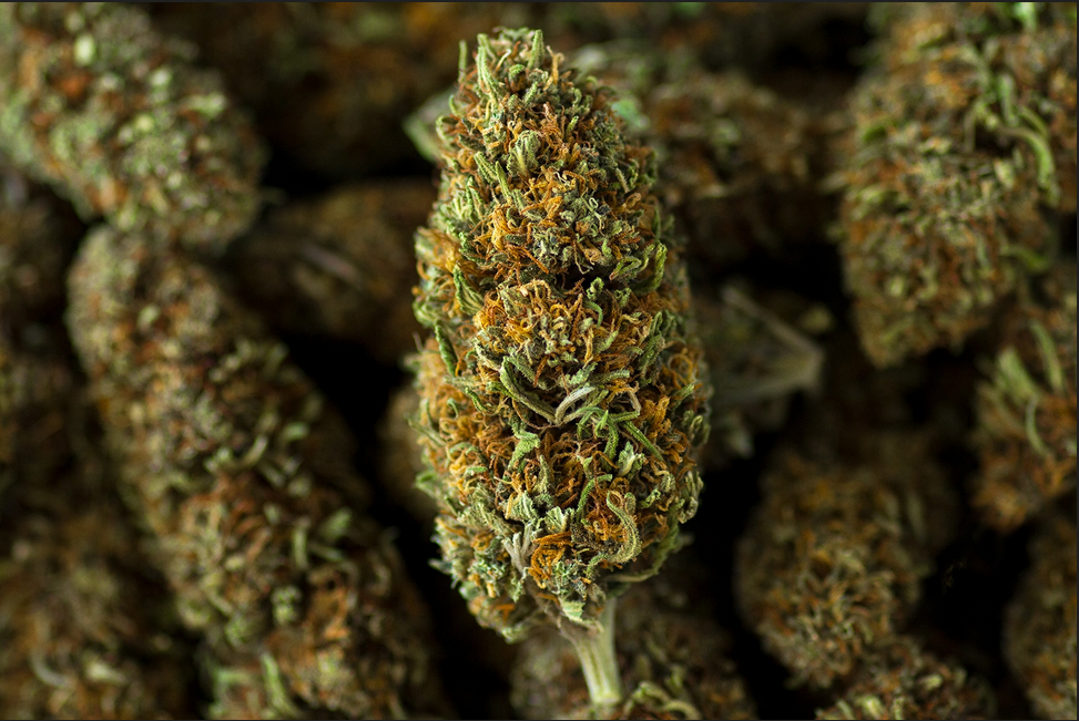 CBD pour les animaux