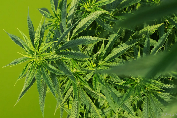 cannabis club near me