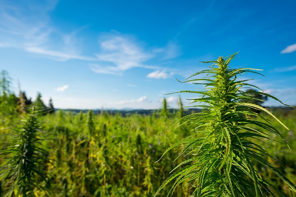 indoor cannabis delivery