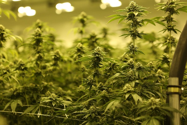 Los Angels weed deals
