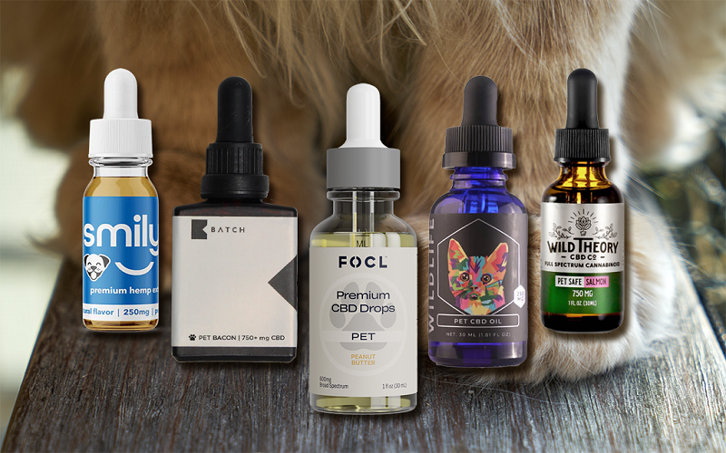 How to Choose an Ideal CBD Oil for Your Cat?