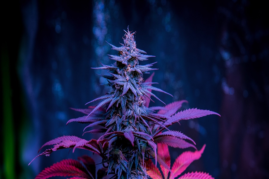 wholesale thca flower near raleigh