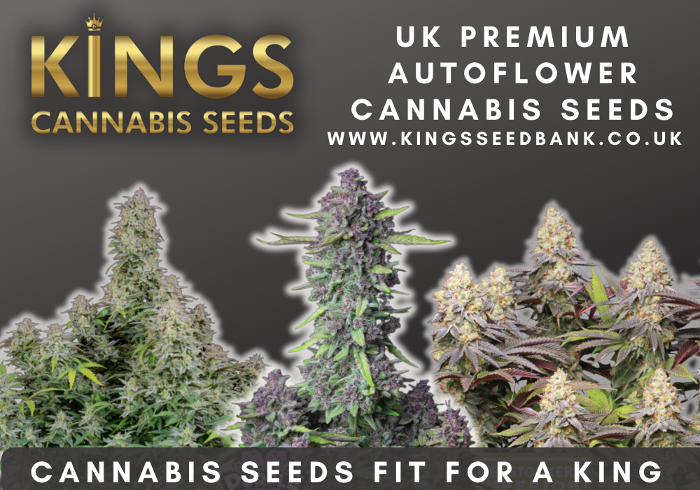 Unlocking the Benefits of Seed Banks – A Spotlight on Kings Seedbank