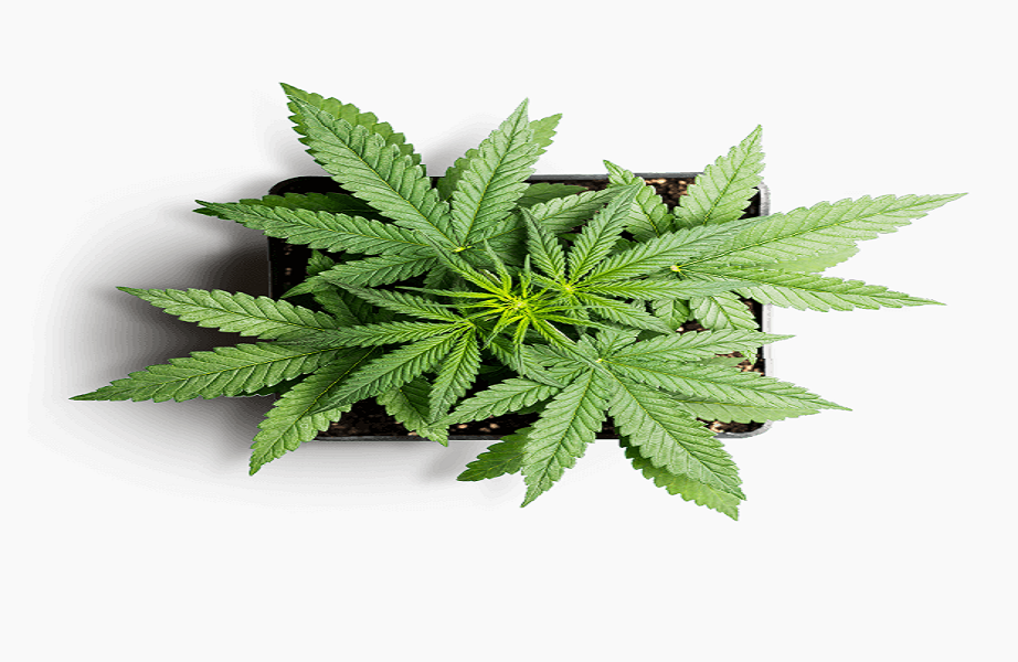 Tampa Medical Marijuana Card