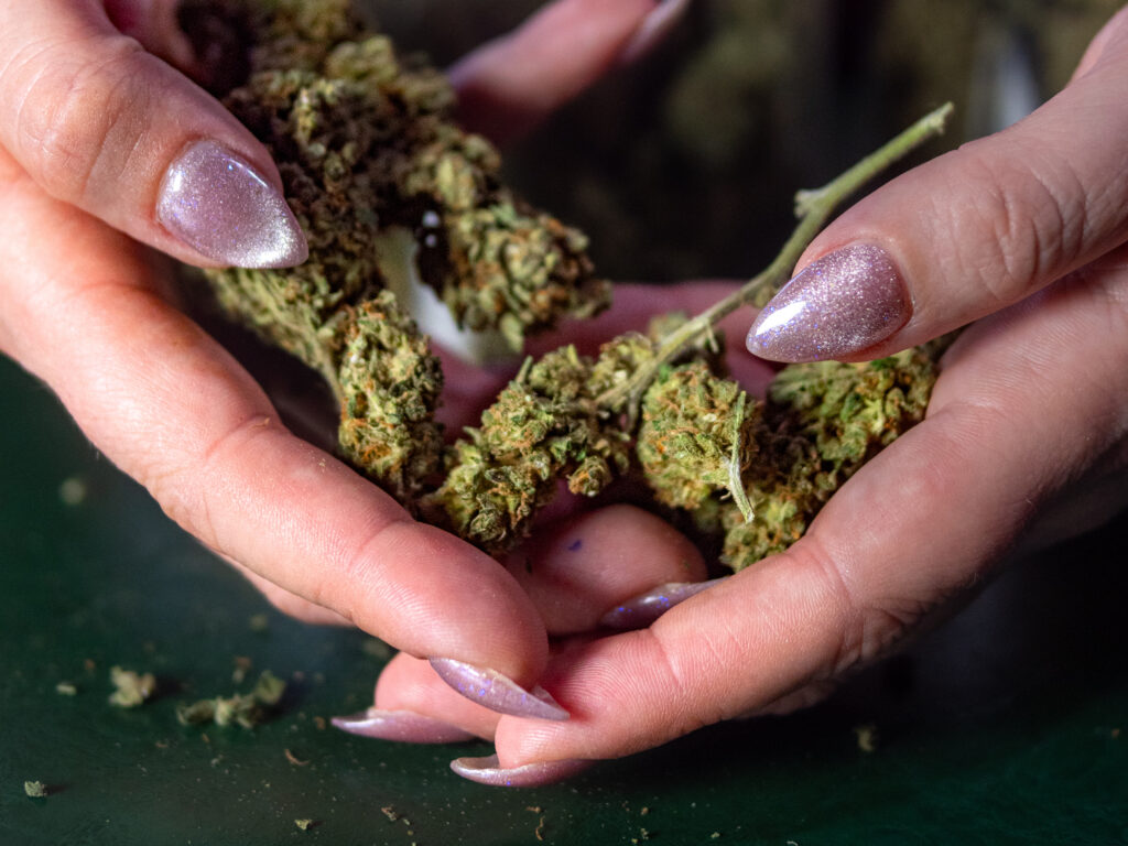 cannabis club in Madrid