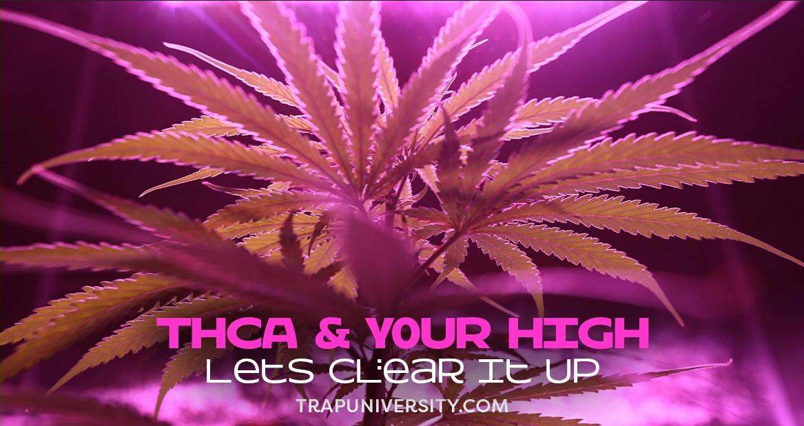 does thca get you high